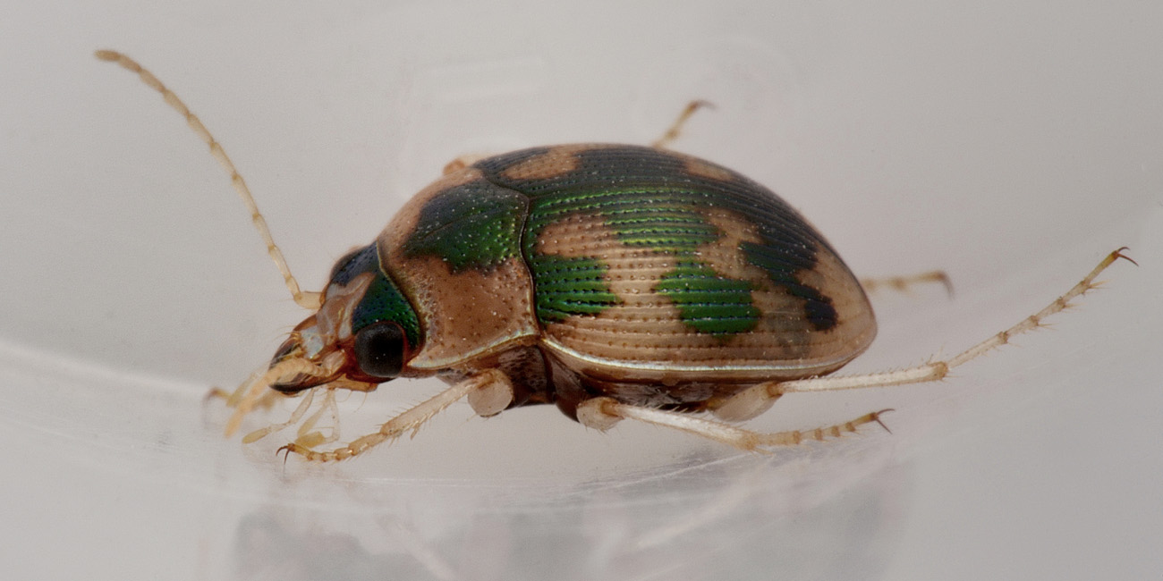 Carabidae: Omophron limbatum